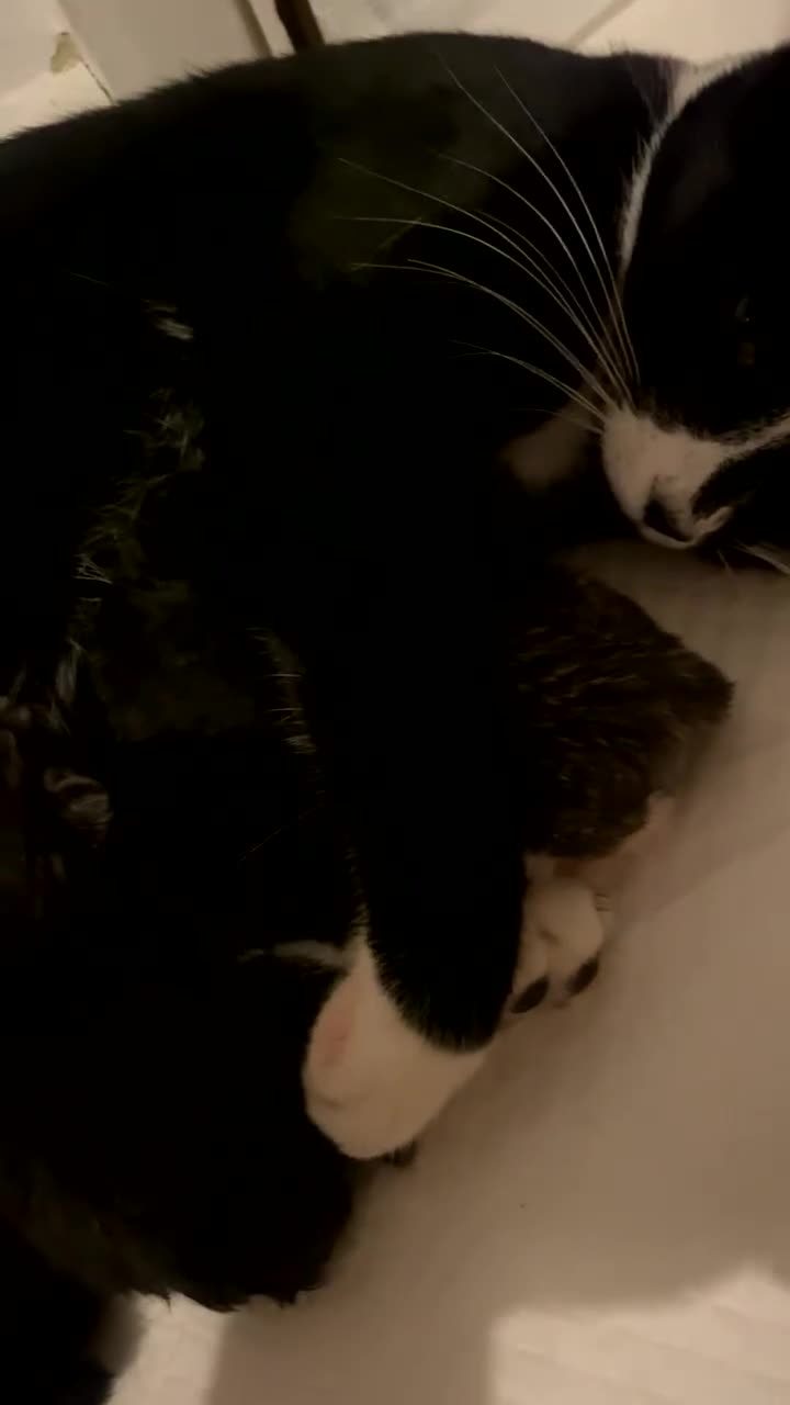 Mixed Breed cats for sale: Beautiful female cat - Video 1