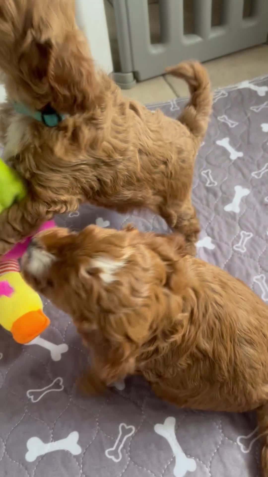 Cavapoo dogs for sale: Ready Now. 5⭐️ licensed Home breeder - Video 2