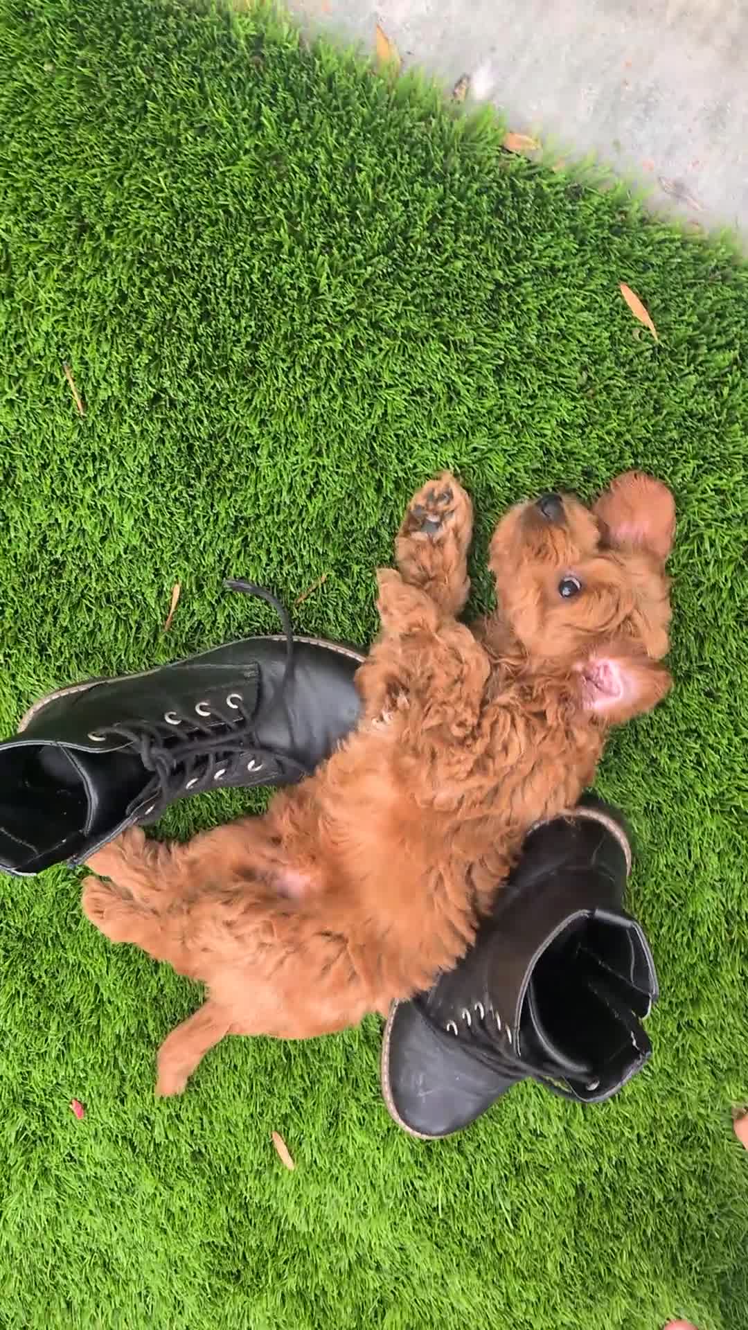 Cockapoo dogs for sale: 1 female Cockerpoo fully vaccinated  - Video 3