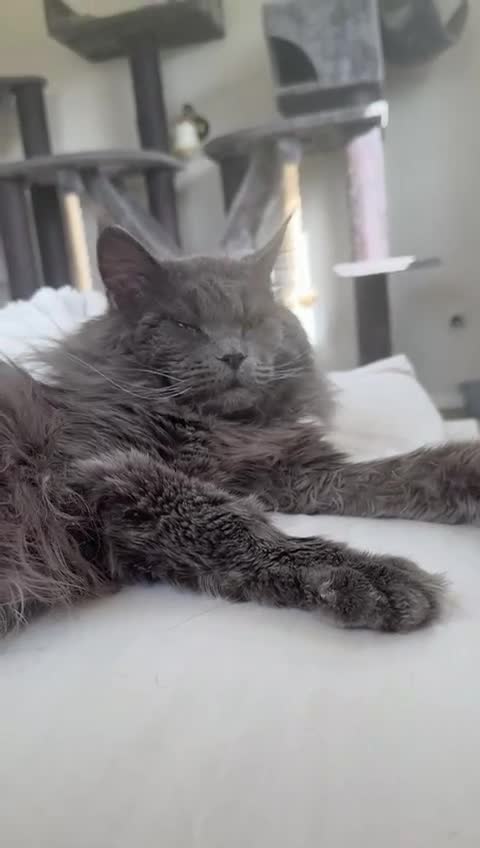Maine Coon cats for sale: Long faced Maine Coon Kittens - Video 1
