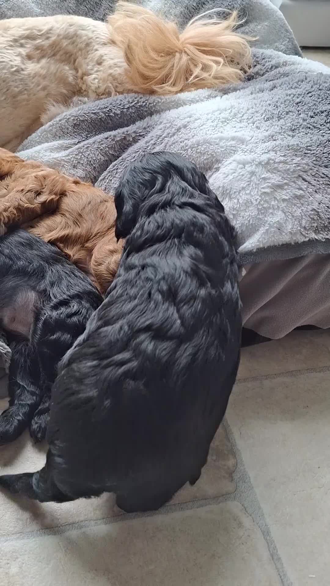 Cavapoo dogs for sale: Toy Cavapoo puppies - Video 1