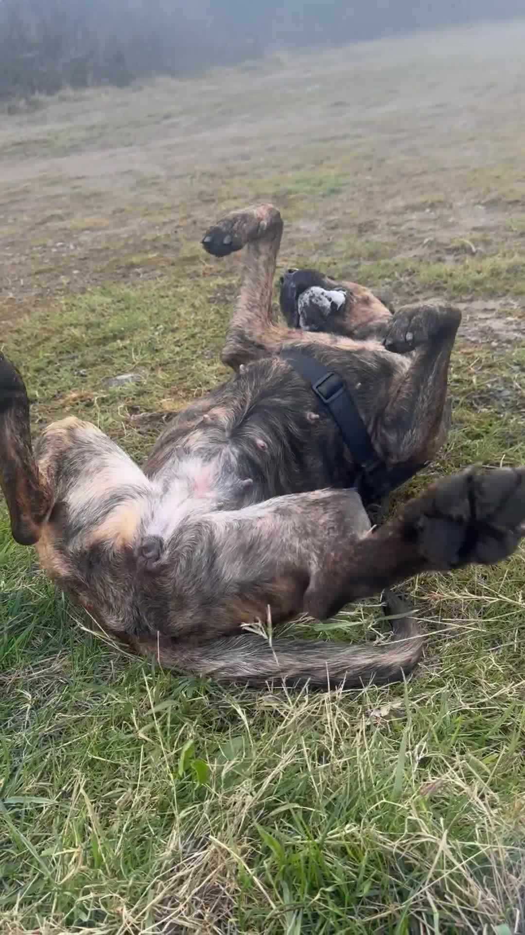 Mixed Breed dogs for sale: Dog for sale - Video 5