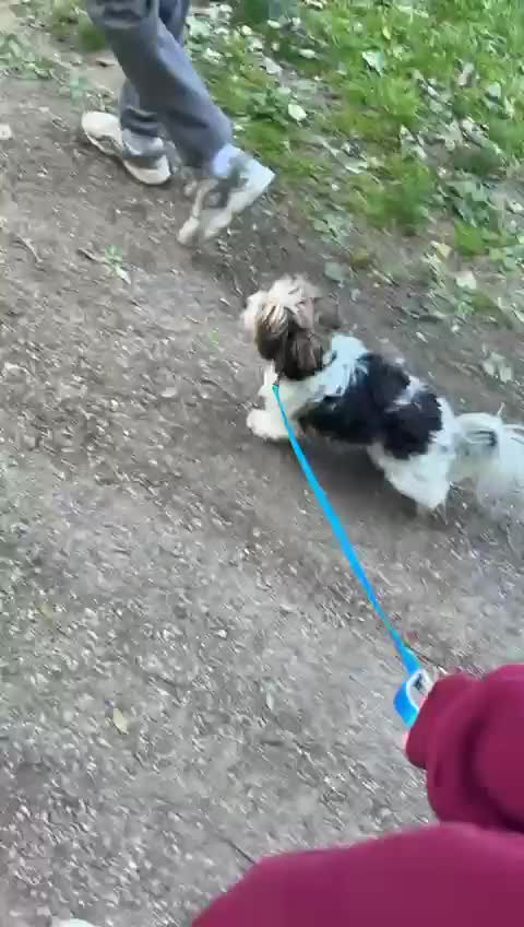 Biewer Terrier dogs for sale: Biewer terrier boy  - Video 1
