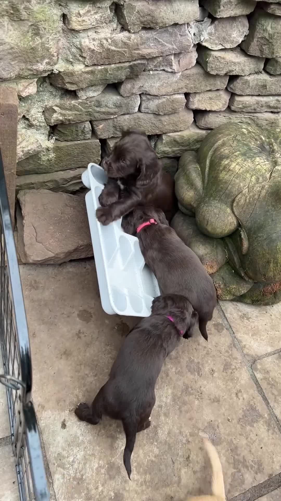 Cocker Spaniel dogs for sale: ✨Last Cocker Boy KC & Health Tested ✨ - Video 1