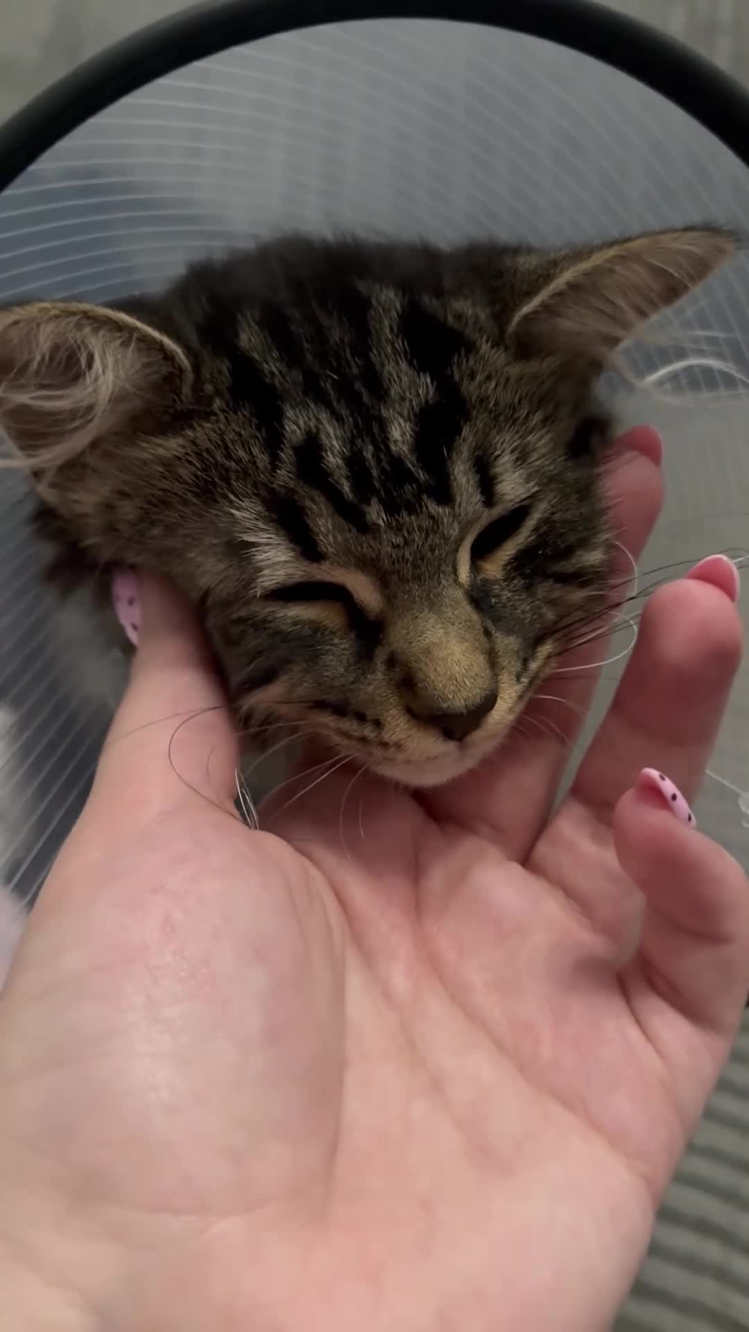 Mixed Breed cats for sale: 6 month old, ragdoll tabby cross  - Video 1