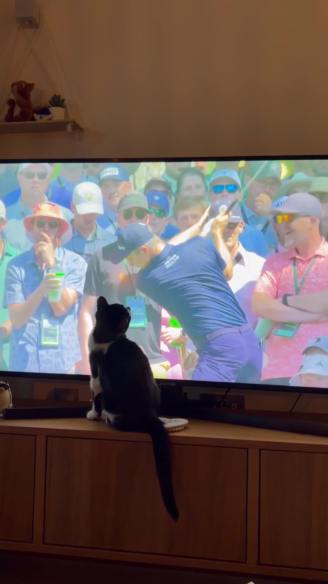 Bombay cats for sale: 2 tuxedo gorgeous brothers! ♥️ - Video 2