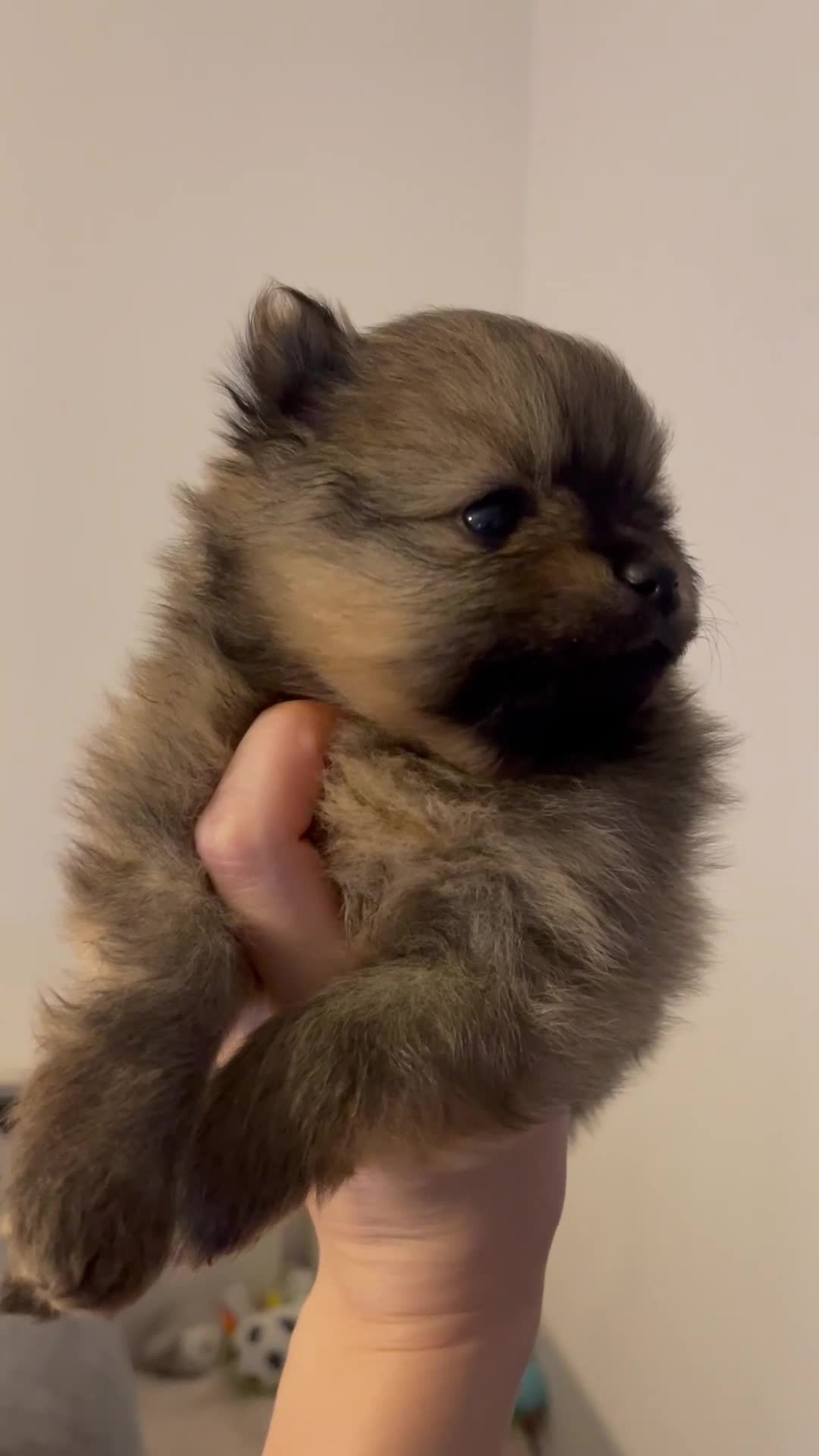 Pomeranian dogs for sale: Pomerian puppies  - Video 1