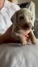 Miniature Dachshund dogs for sale: 4 miniature KC dachshund puppy’s  - Video 2