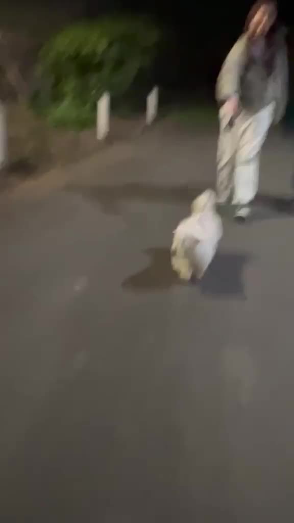 Maltese dogs for adoption: Frida – Spayed Maltese Girl Needs Home - Video 3