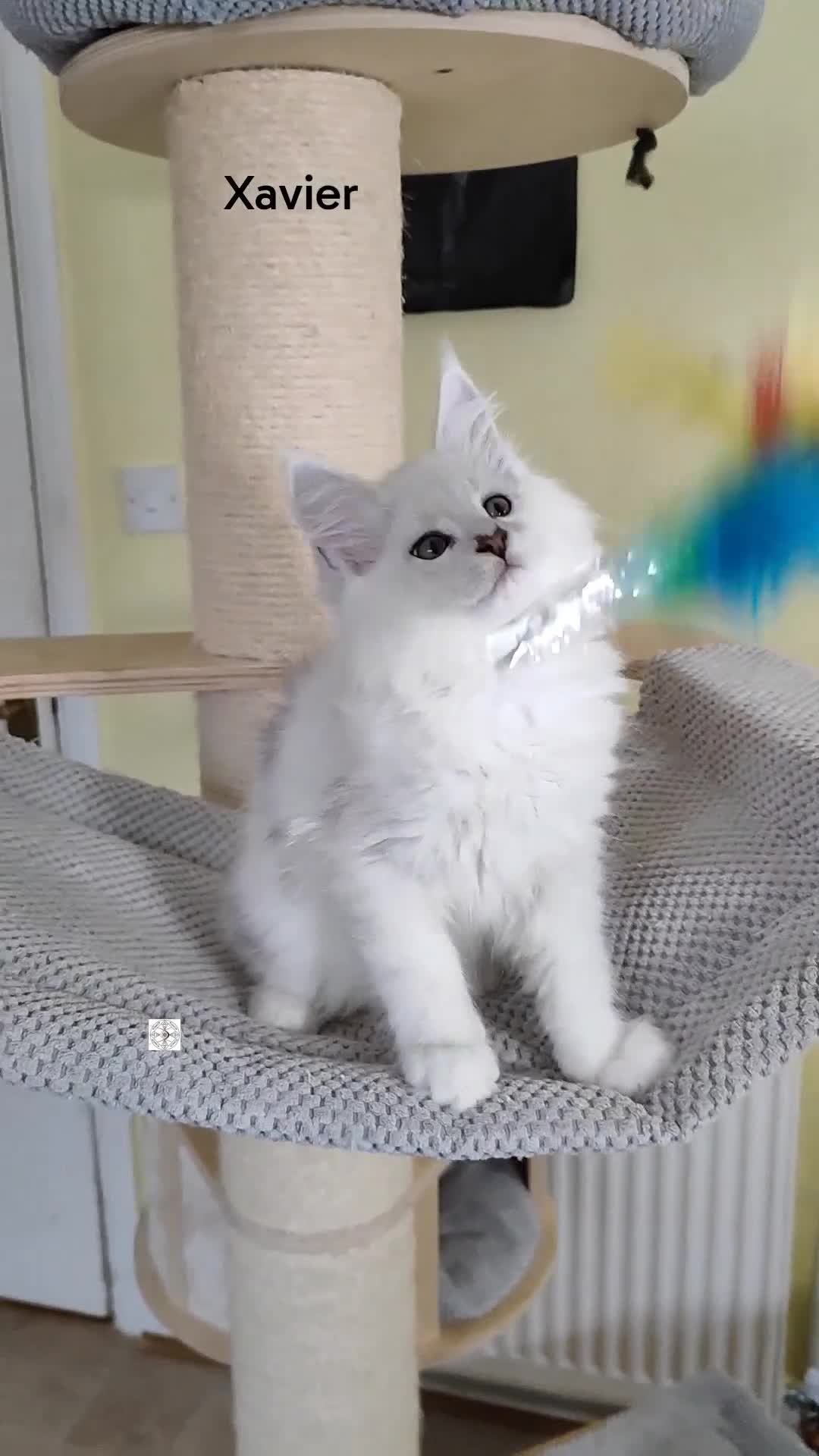 Maine Coon cats for sale: Unique maine coon kittens ❤️ ONLY PET ‼️ - Video 2