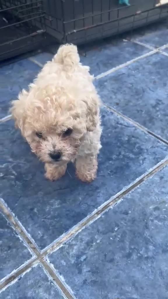 Poochon dogs for sale: 3 gorgeous Poochon puppies for sale - Video 1