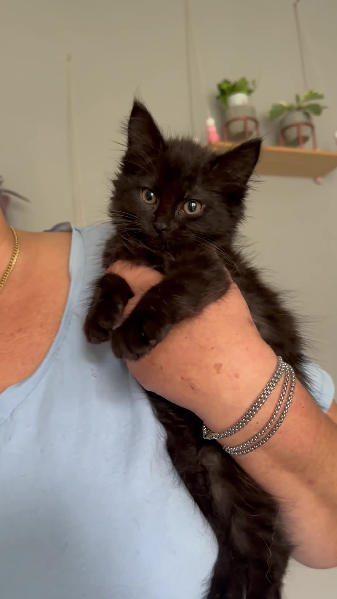 Domestic Shorthair cats for sale: Beautiful kittens ready for their forever homes ❤️ - Video 1