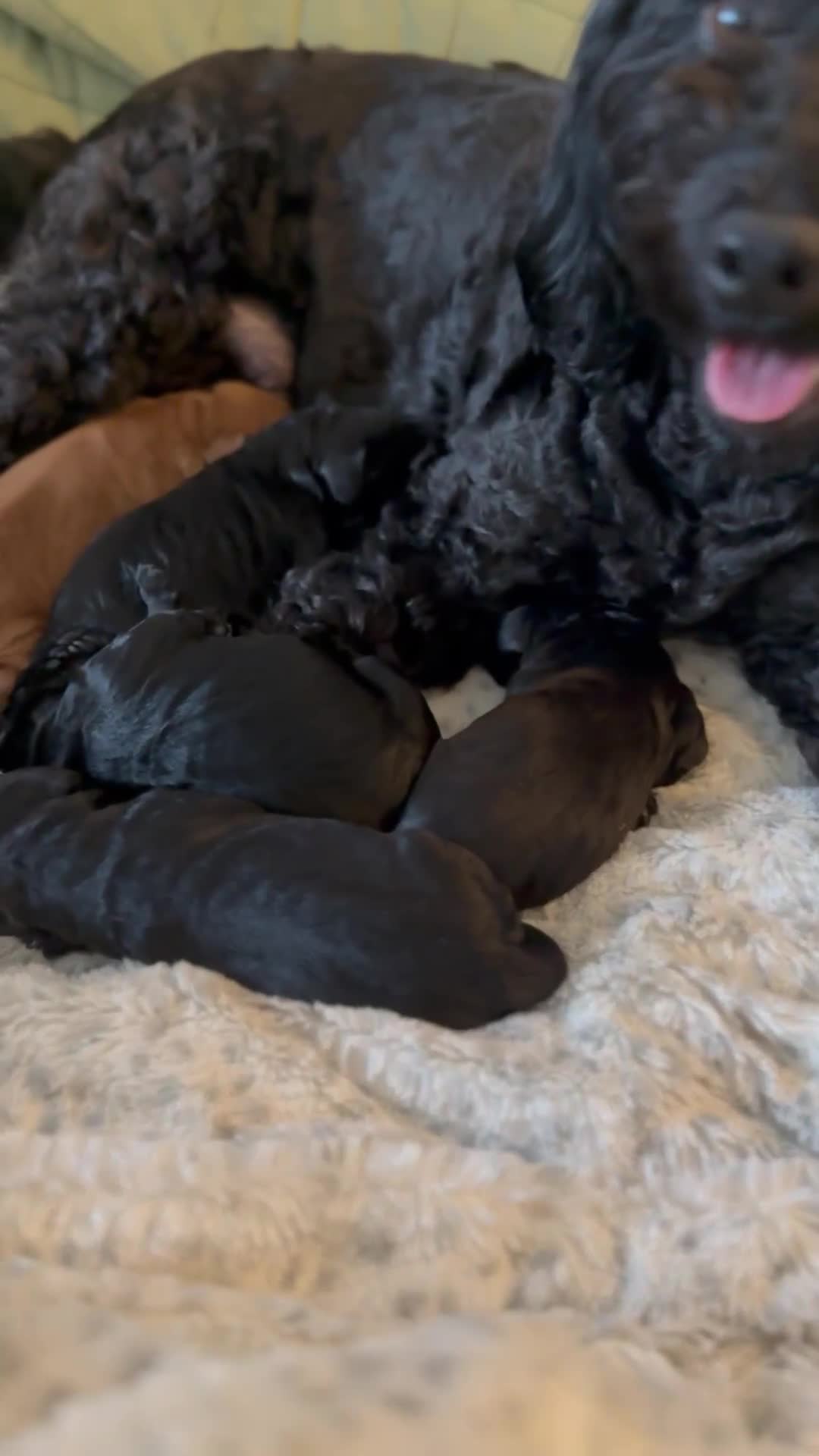 Cockapoo dogs for sale: Cockapoo F1B puppies  - Video 1