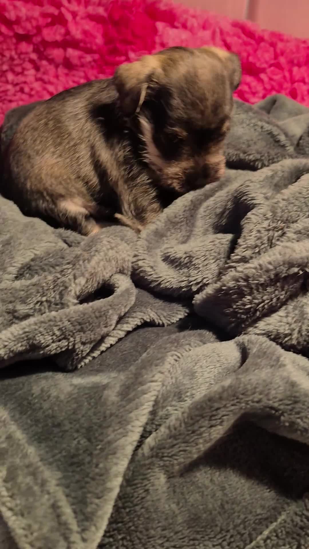 Miniature Schnauzer dogs for sale: Adorable Miniature Shnauzer ,SOLD - Video 2