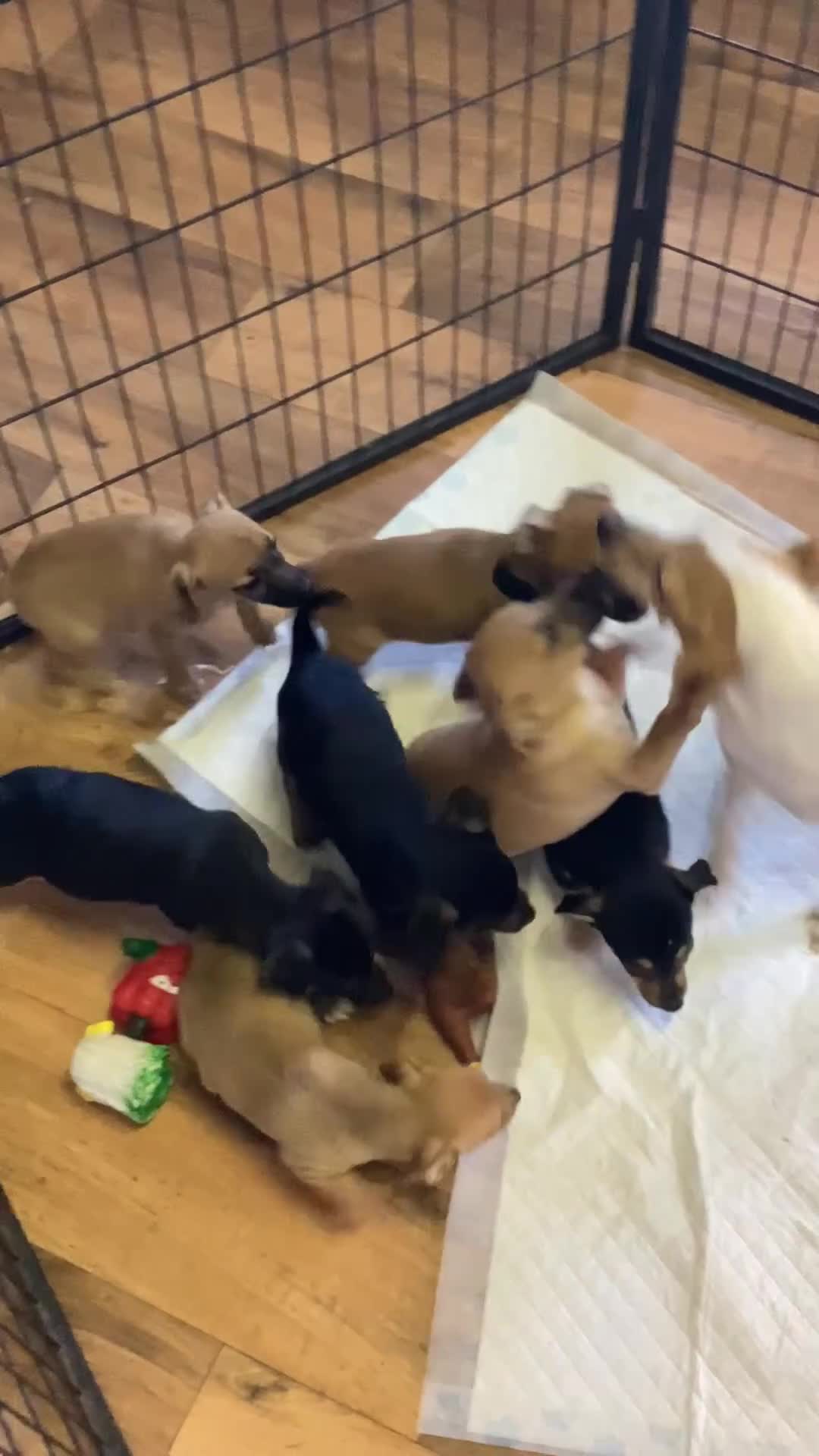 Jack Russell dogs for sale: Jack Russell puppies  - Video 1