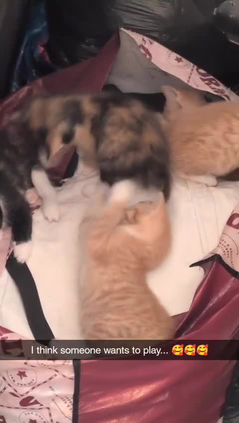 British Longhair cats for sale: Kittens for sale  - Video 1