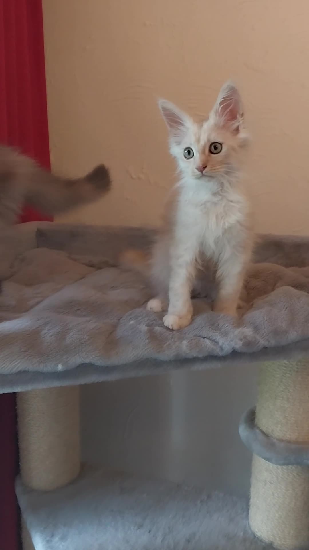 Maine Coon cats for sale: TICA Reg Maine Coon Kittens. Cream. Red. Tortie  - Video 3