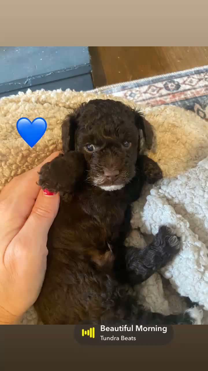 Cavapoo dogs for sale: 🤎🐾 Gorgeous Chocolate Cavapoo Puppies 🐾🤎 in Southend-on-Sea - Video 4