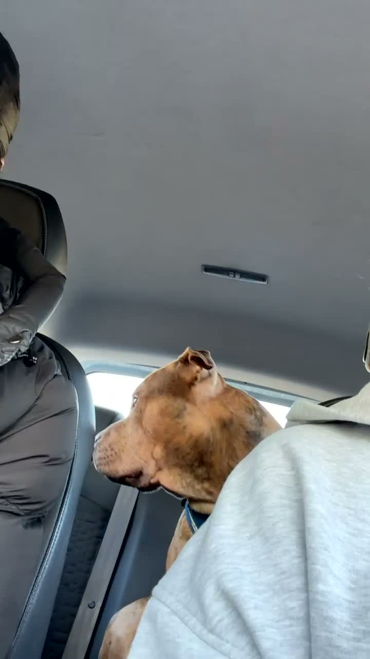 Mixed Breed dogs for sale: 1 year old boy called Ace  - Video 3