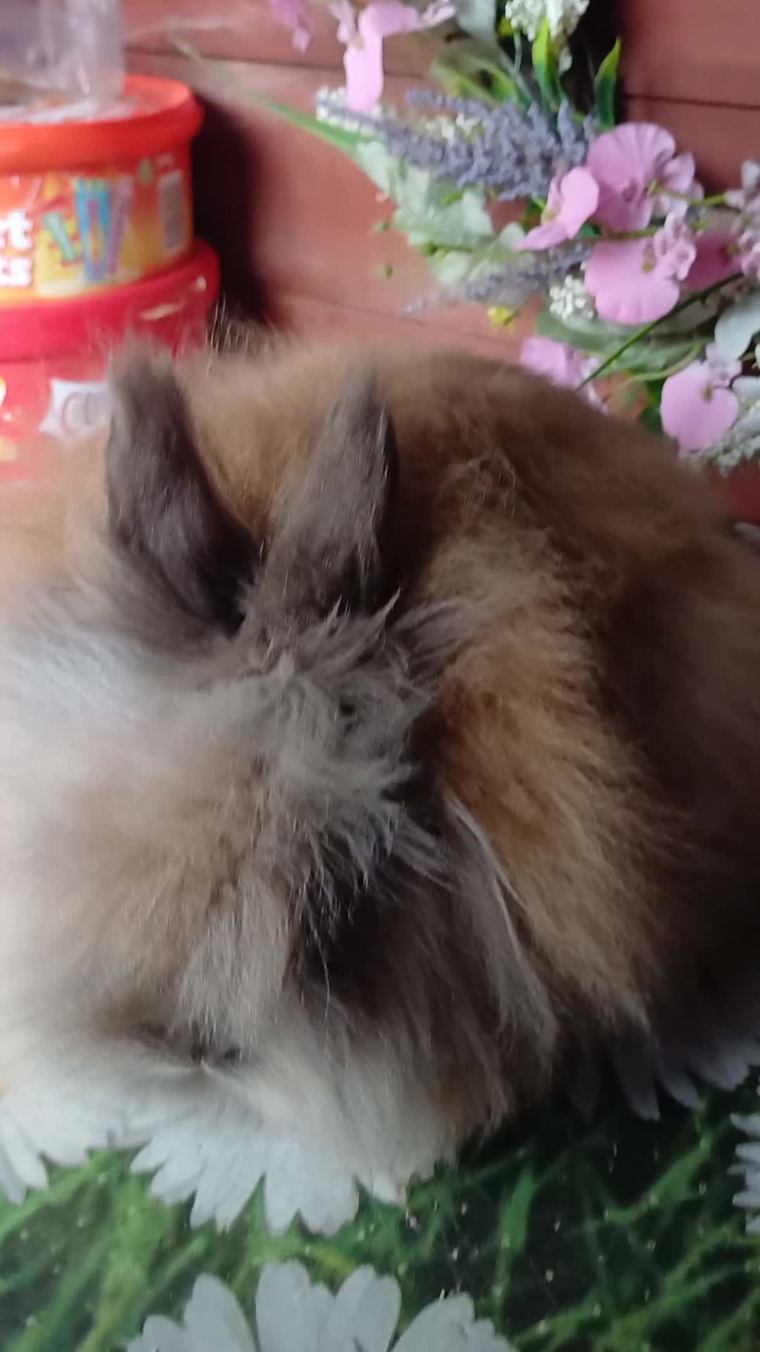 Lionhead rabbits for sale: Lionhead bucks - Video 1