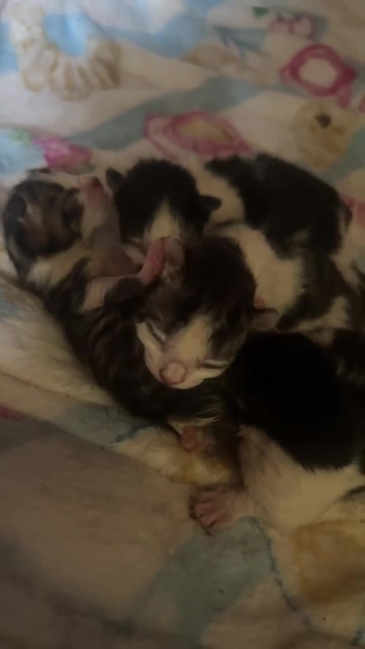 Mixed Breed cats for sale: 4 beautiful oriental x Maine coon kittens  - Video 1