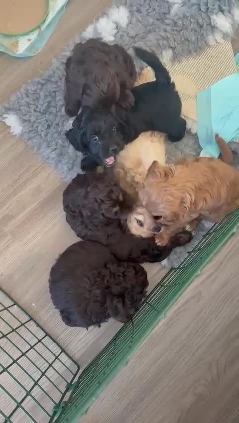 Cockapoo dogs for stud: F1 cocapoo well Proven extensively health tested - Video 1