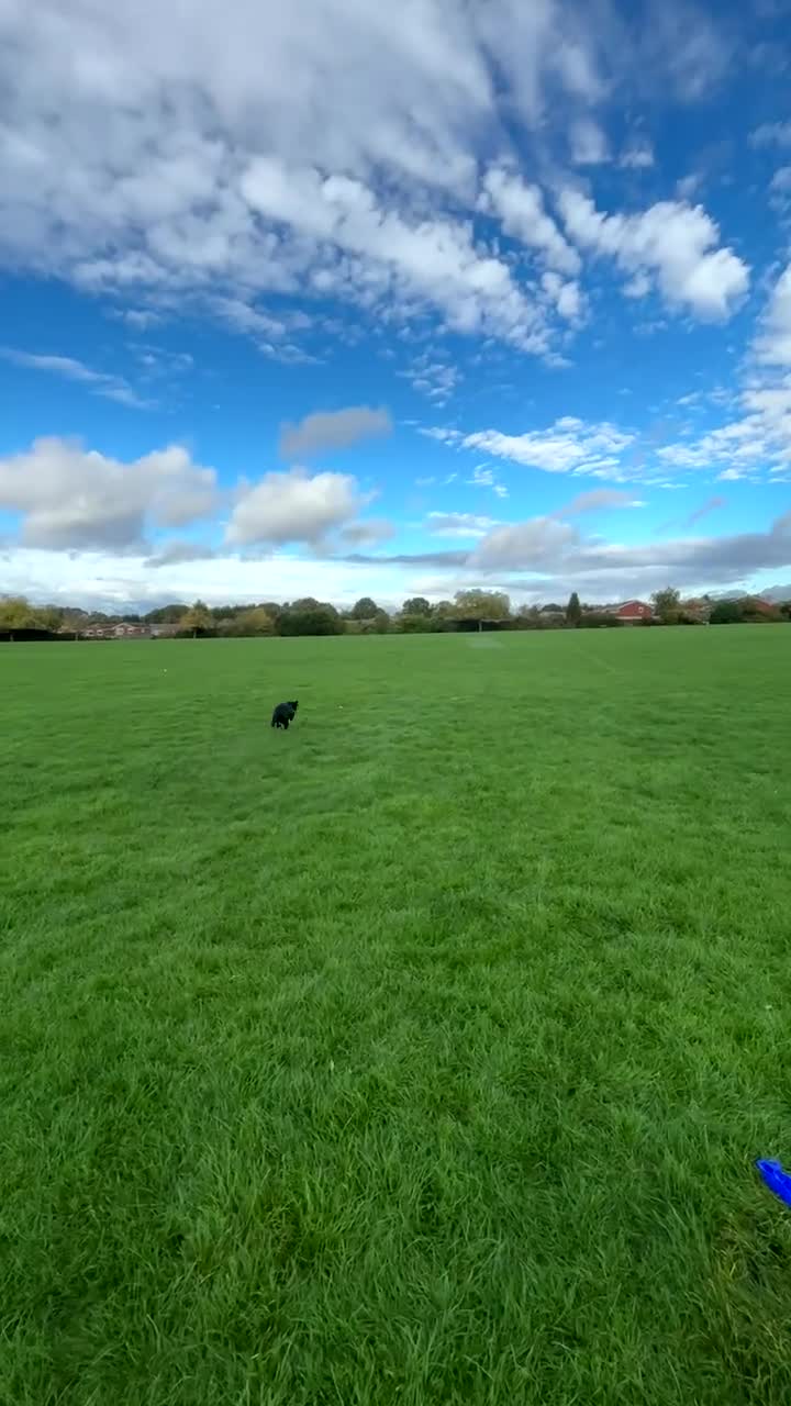 Sprollie dogs for stud: Rocket - Video 1