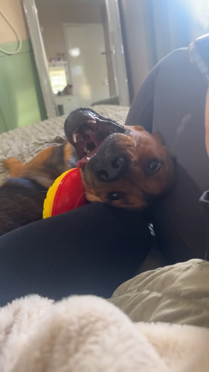 Mixed Breed dogs for sale: Jasper german shepherd cross - Video 1