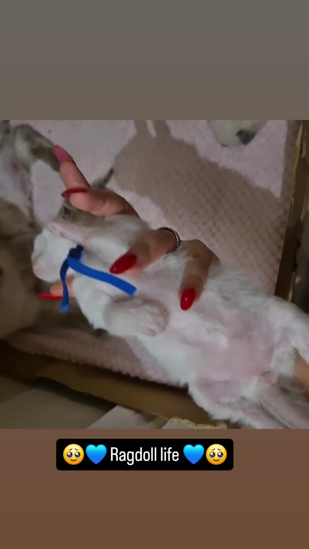 Ragdoll cats for sale: Proven healthy ragdolls 🐾 Sepias & traditionals   - Video 3