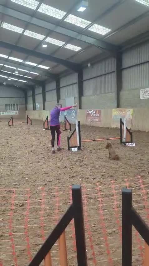 Miniature Poodle dogs for sale: Stunning Red KC Miniature Poodles-Champion Lines - Video 1