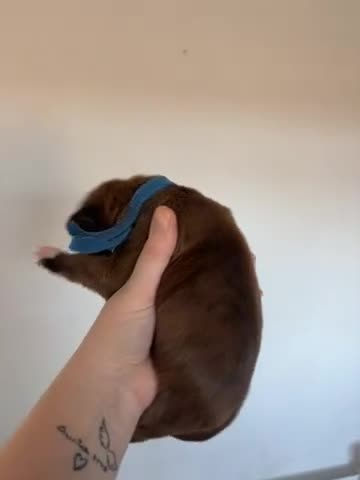 Boxer dogs for sale: 🌟Beautiful boxer puppies 🌟 - Video 1