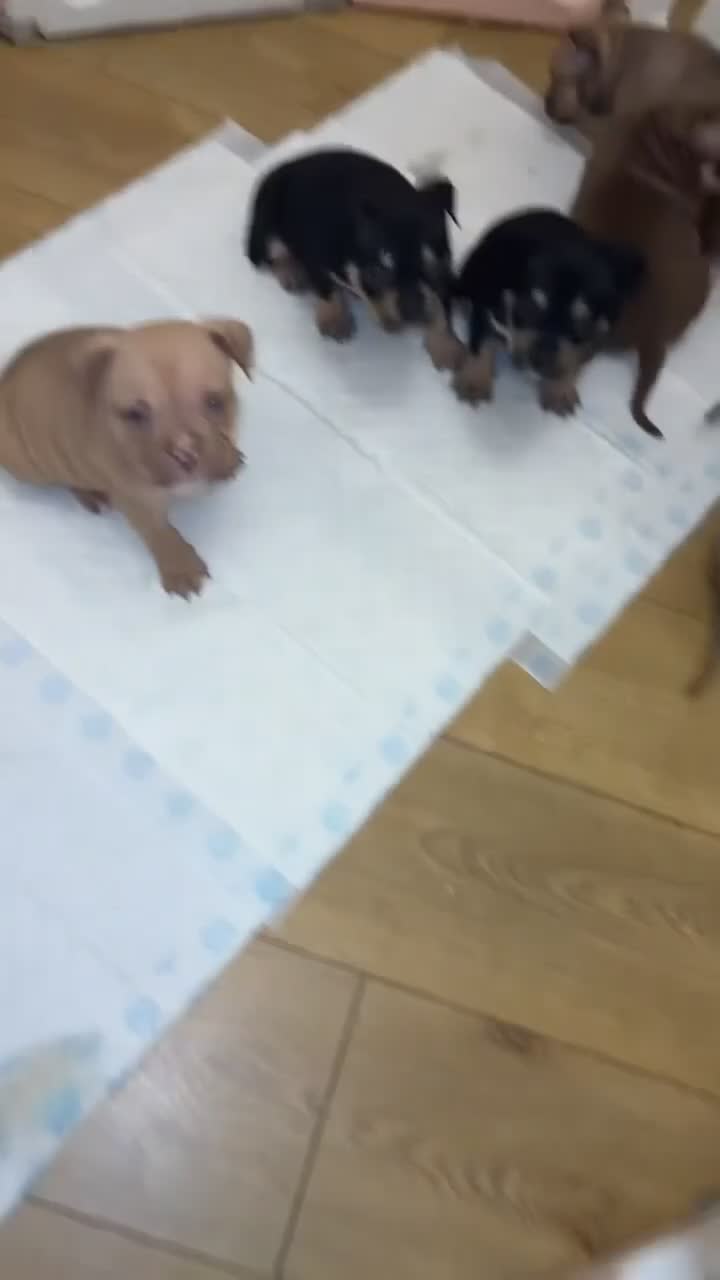 American Bully dogs for sale: REDUCE READY TO GO ABKC Registered pocket bully  - Video 2