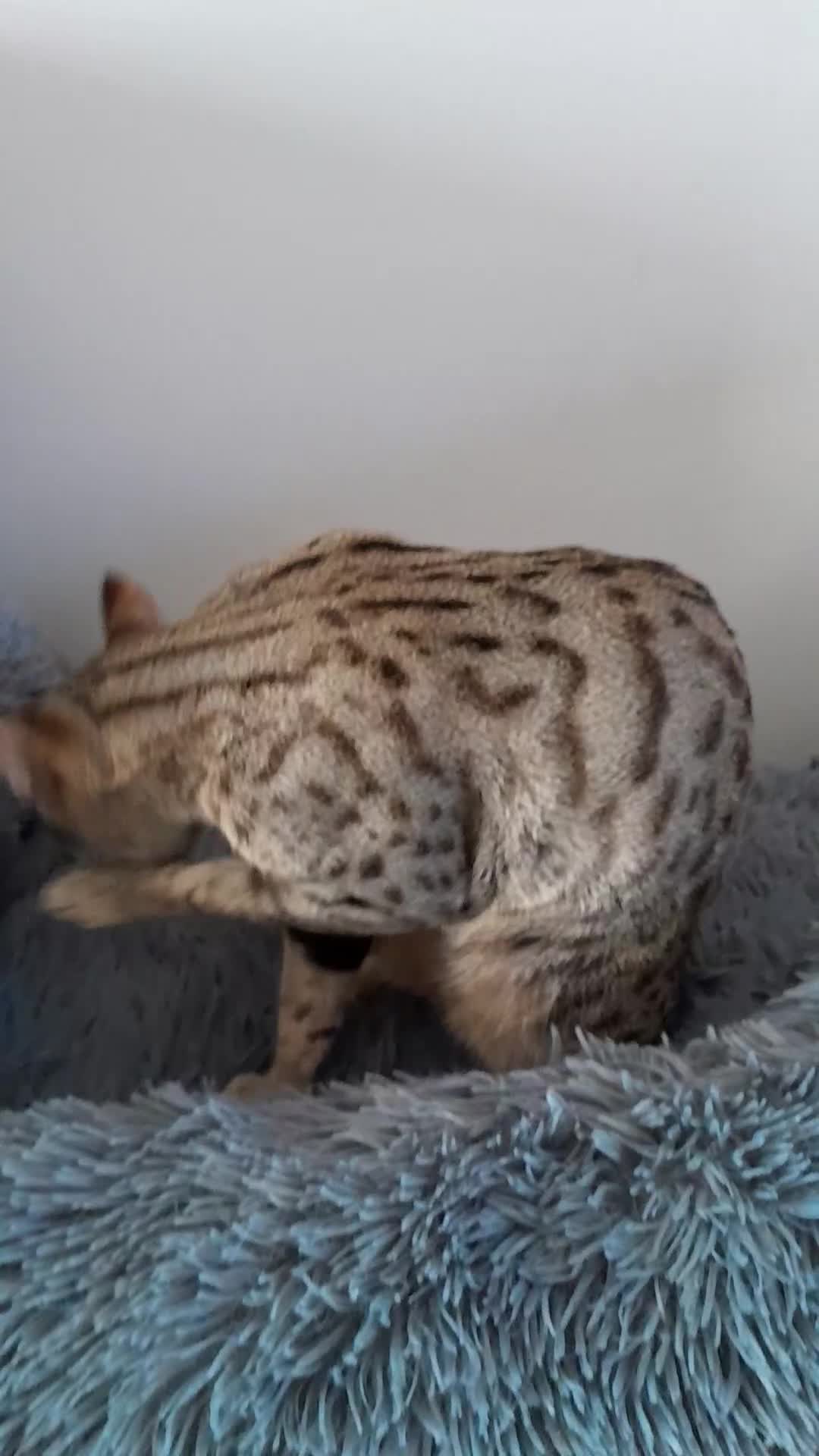 Savannah cats for sale: Beautiful F3 Pedigree Savannah Lady TICA Reg - Video 1