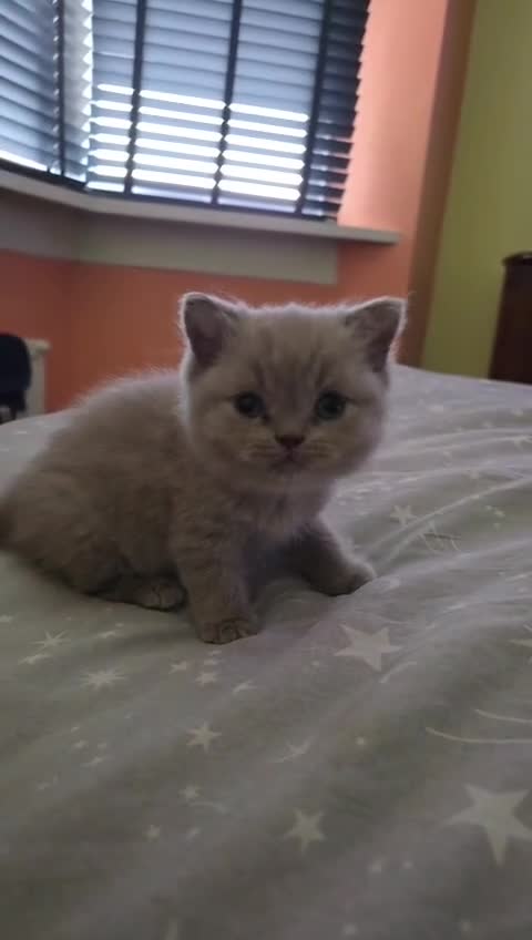 British Shorthair cats for sale: British Shorthair Kittens  - Video 2