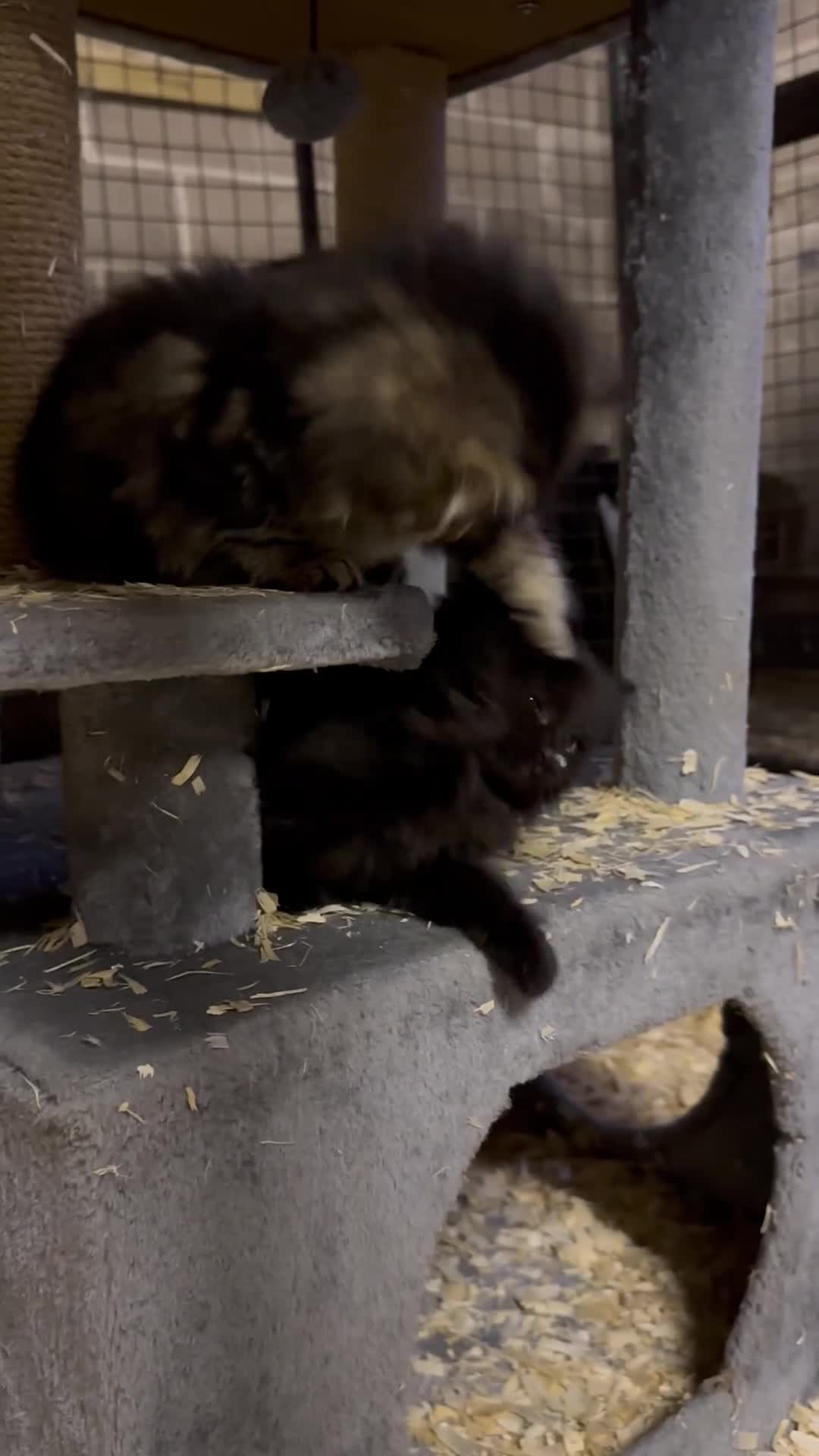 Mixed Breed cats for sale: Healthy farm kittens looking for forever homes - Video 1