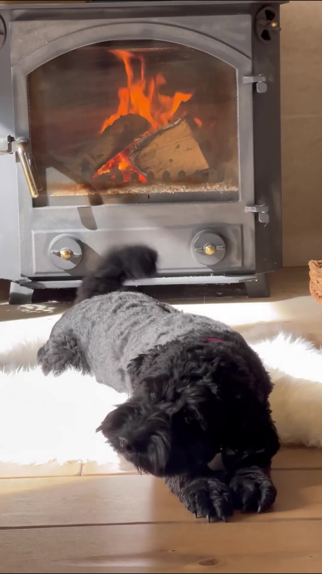 Australian Labradoodle dogs for sale: Five Australian Labradoodle puppies - Video 2