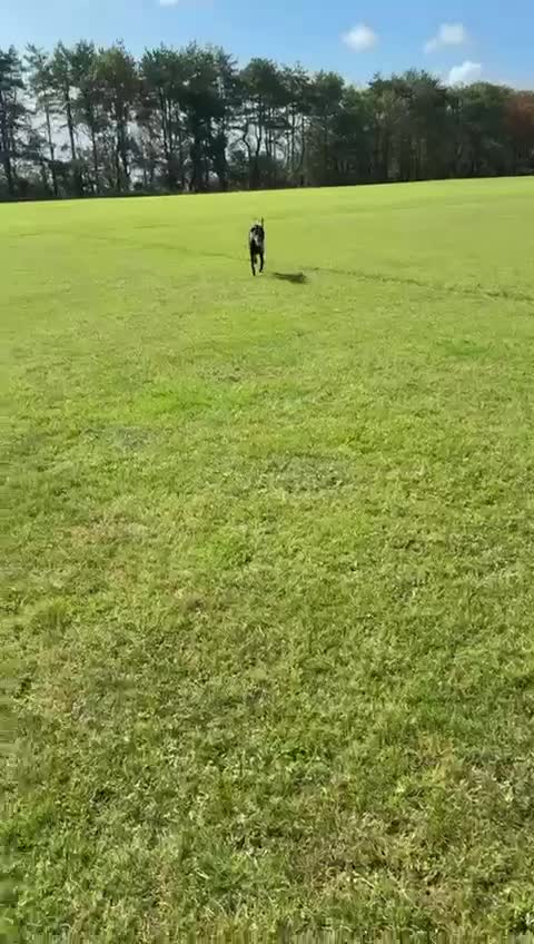 Dobermann dogs for sale: 10 Month, Doberman male  - Video 1