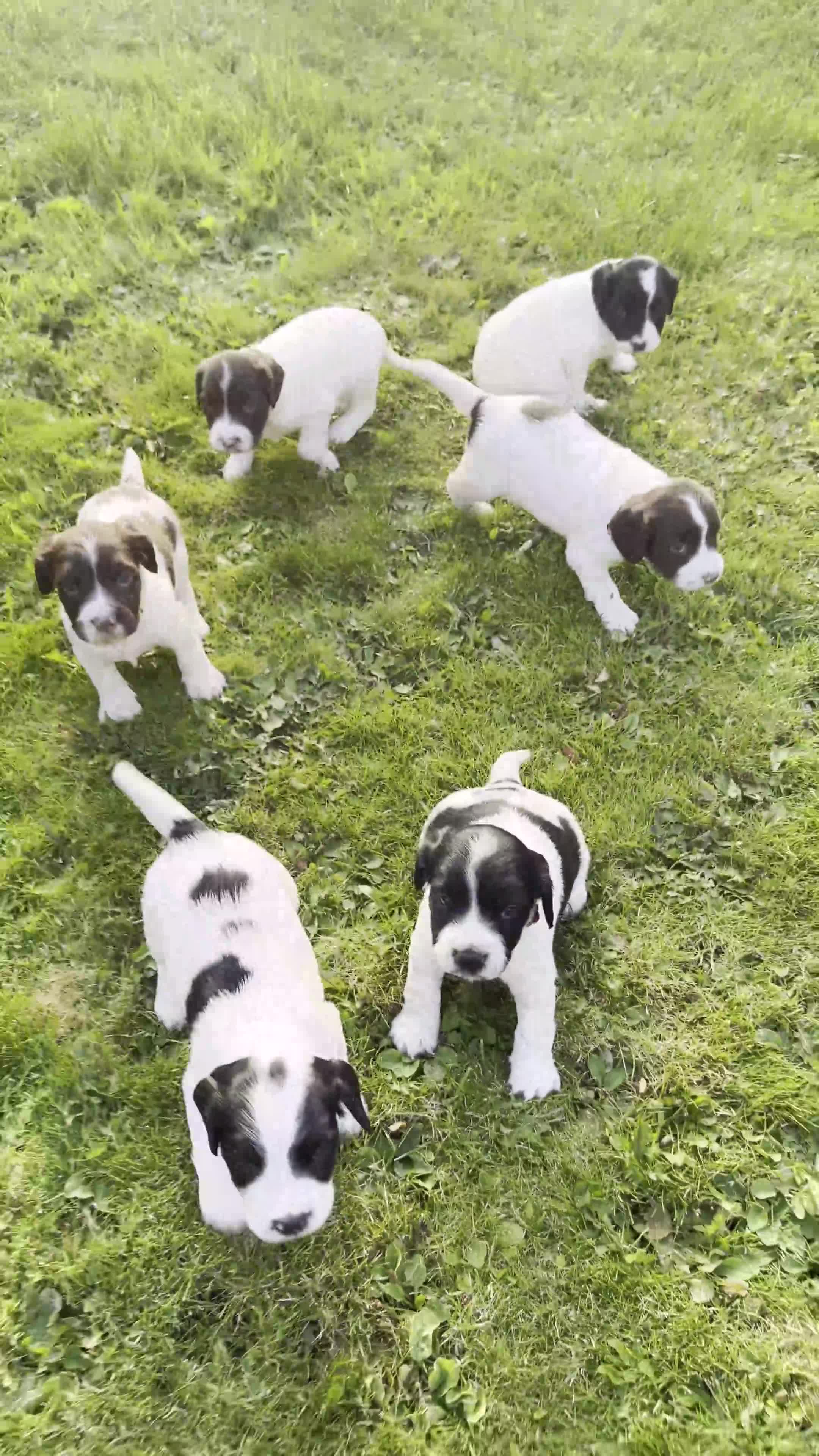 Sprocker dogs for sale: Sprocker Puppies - Video 5