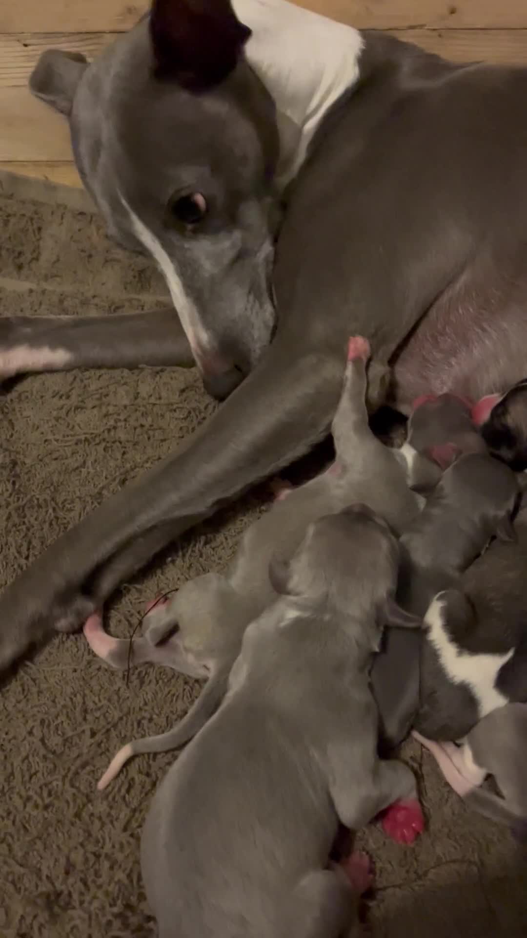 Whippet dogs for sale: STUNNING KC PEDIGREE BLUE BLACK FAWN PUPPIES - Video 1