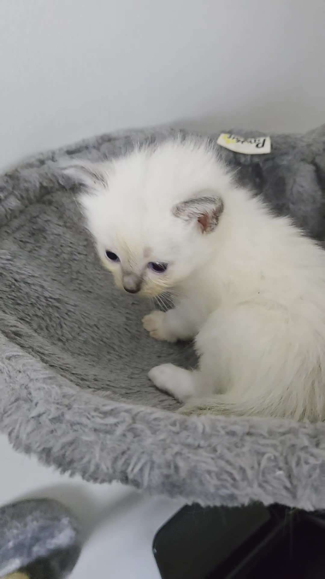 Ragdoll cats for sale: Purebred Ragdoll Kittens, Vaccinated  & Microchipp in Bradford - Video 2