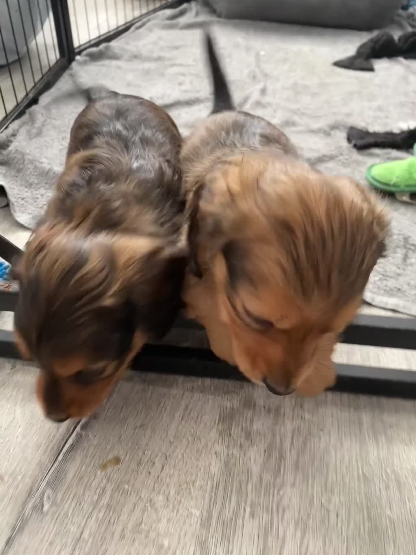 Miniature Dachshund dogs for sale: 6 miniature longhaired dachshund -  - Video 1