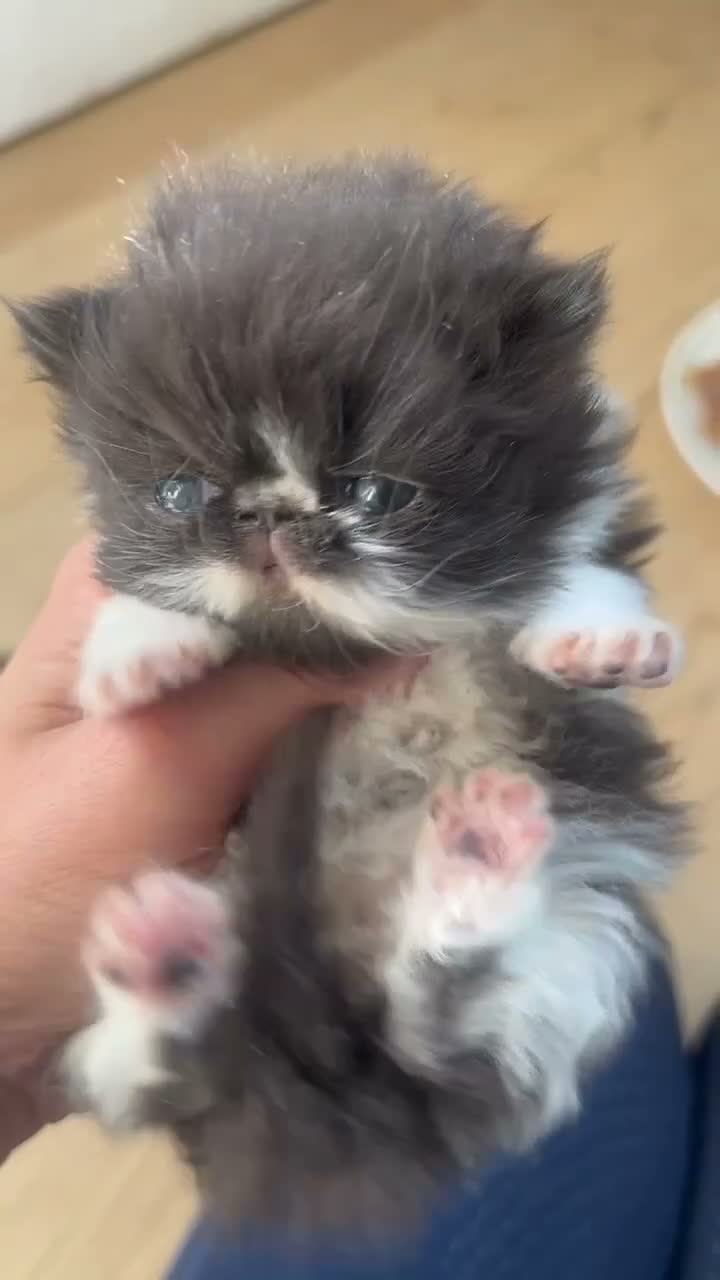 Persian cats for sale: GCCF Active Persians Grand Champion Lines - Video 2