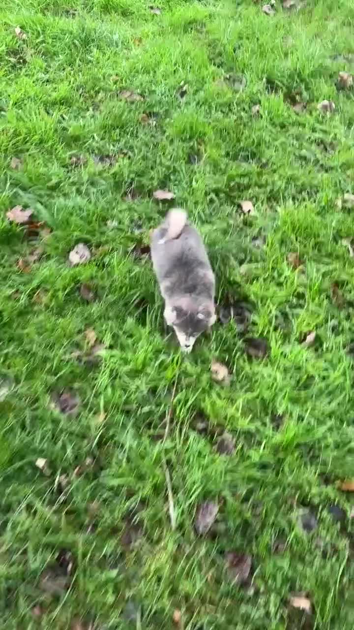 Pomsky dogs for sale: Stunning blue eyes f3 Pomsky puppies for sale - Video 2