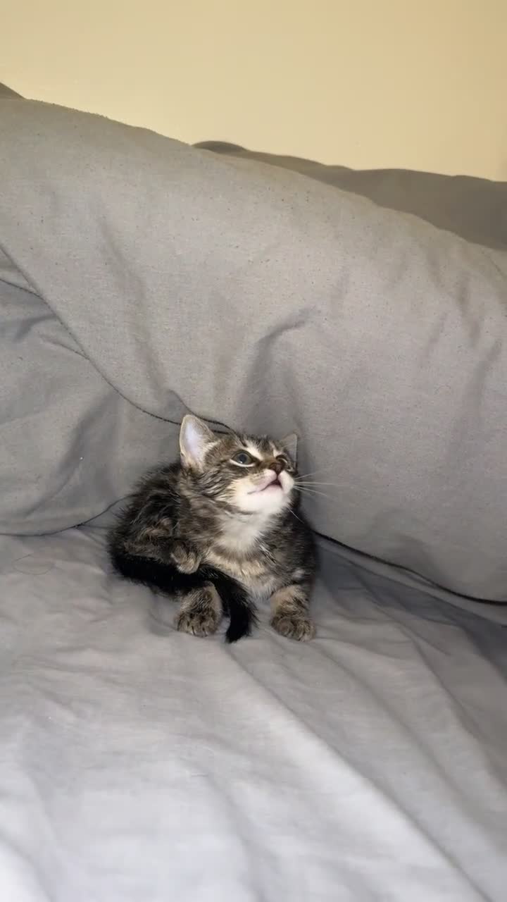 Ragdoll cats for sale: Tabby mixed with ragdoll for sale  - Video 2