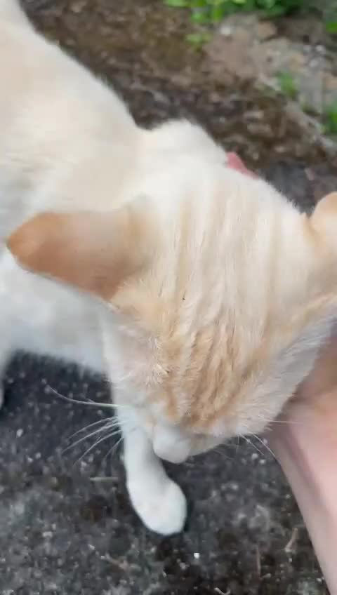 Domestic Shorthair cats for sale: The most affectionate loving neutered 3yo cat  - Video 1