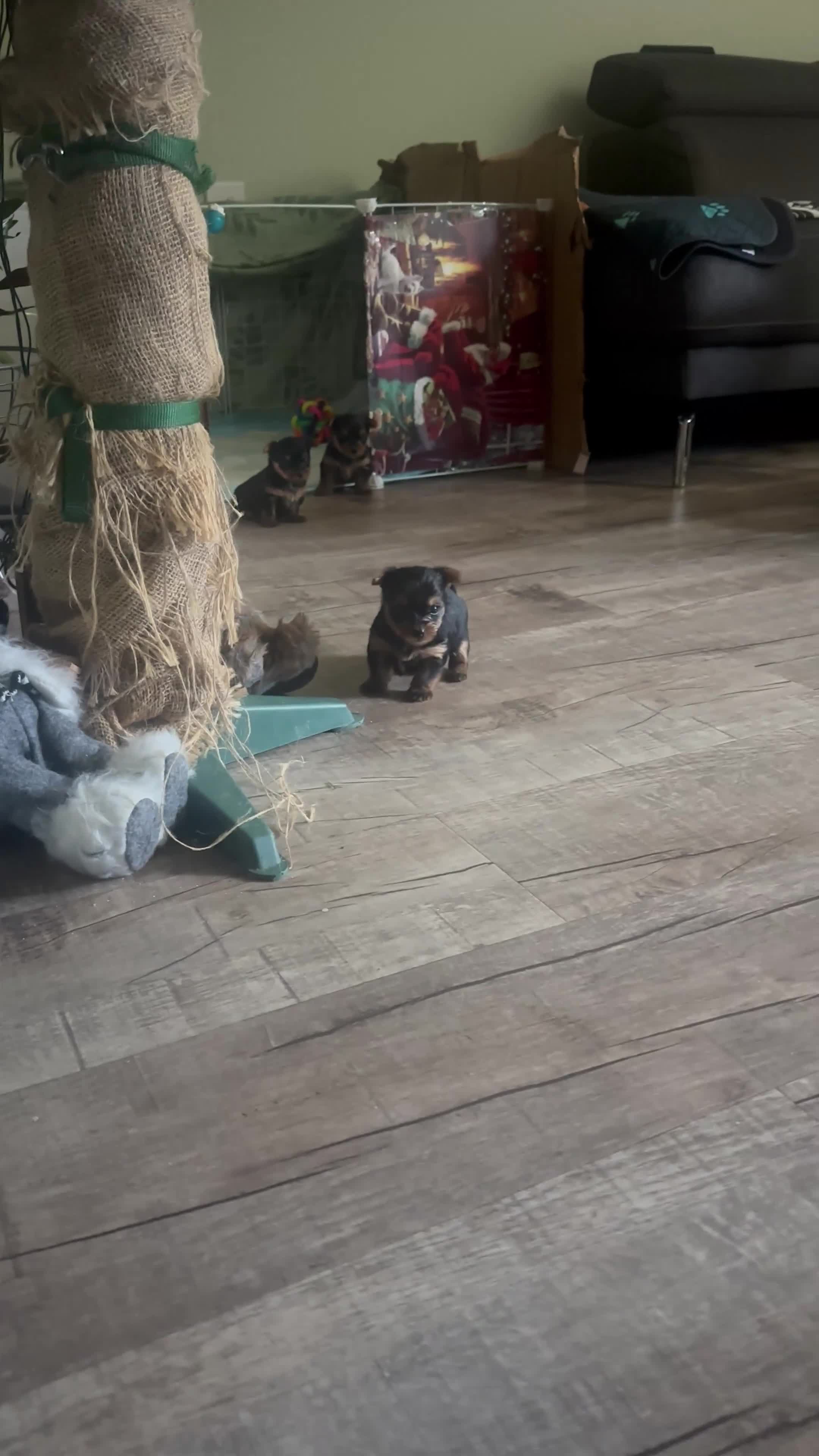 Yorkshire Terrier dogs for sale: 6 weeks 3 Miniature yorkshire terrier pupps - Video 1