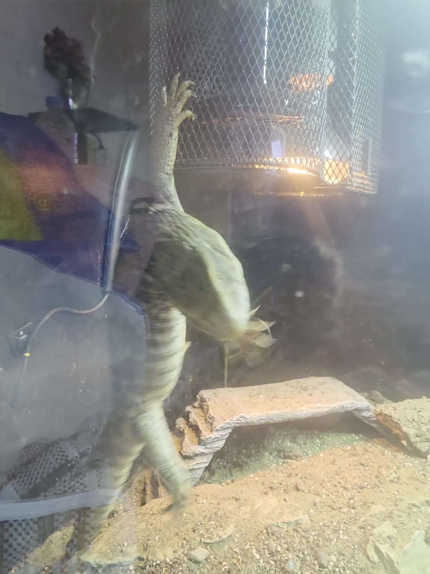 Monitor reptiles for sale: Bosc Monitor - Video 1