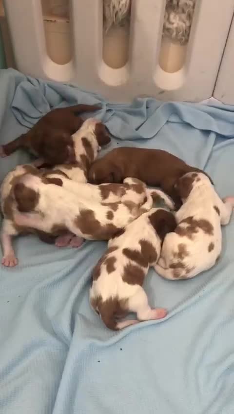 Cavalier King Charles Spaniel dogs for sale: King Charles cavalier  in Arundel - Video 2