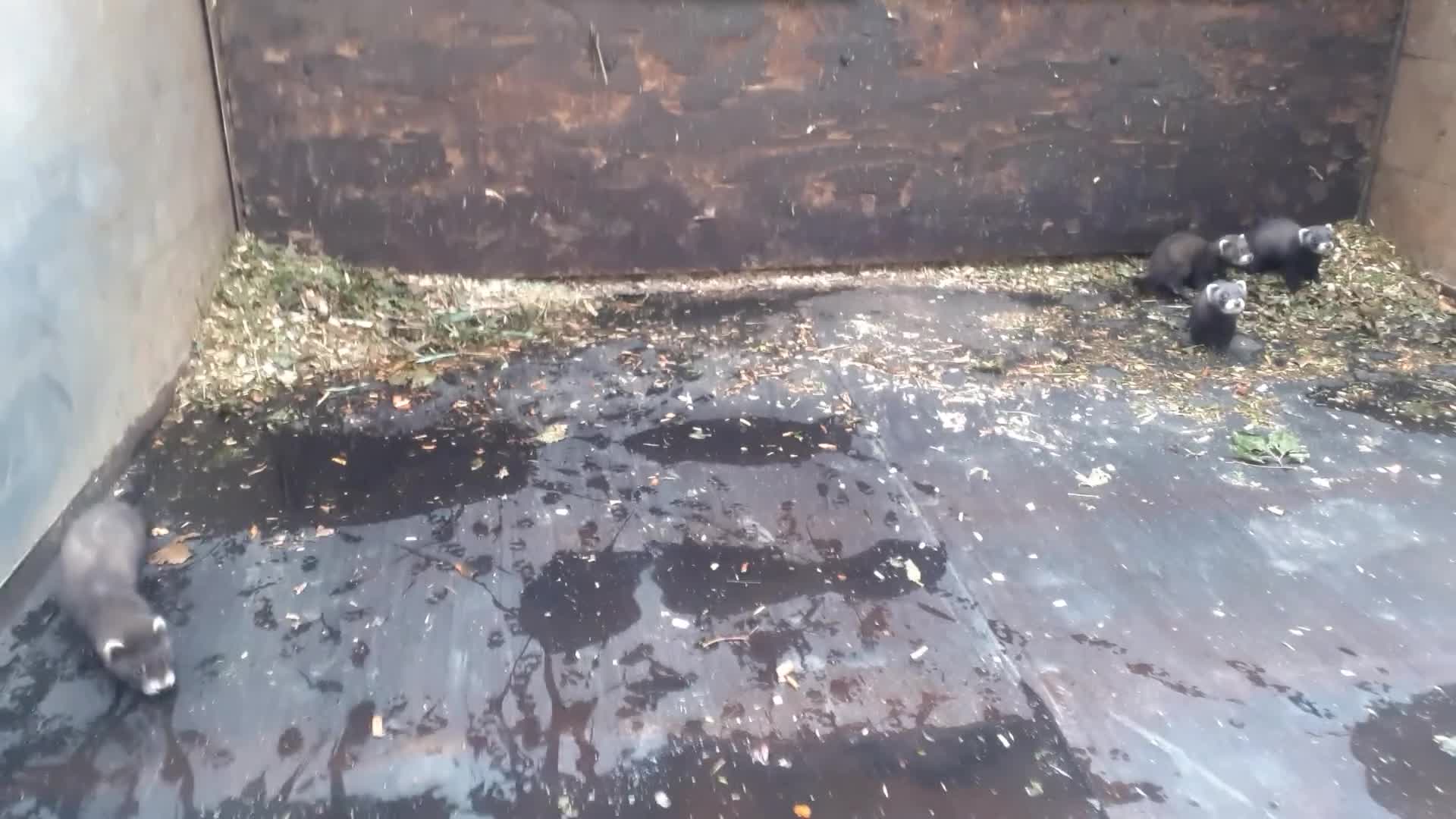 Ferret rodents for sale: European Ferret kits in Wigan - Video 1