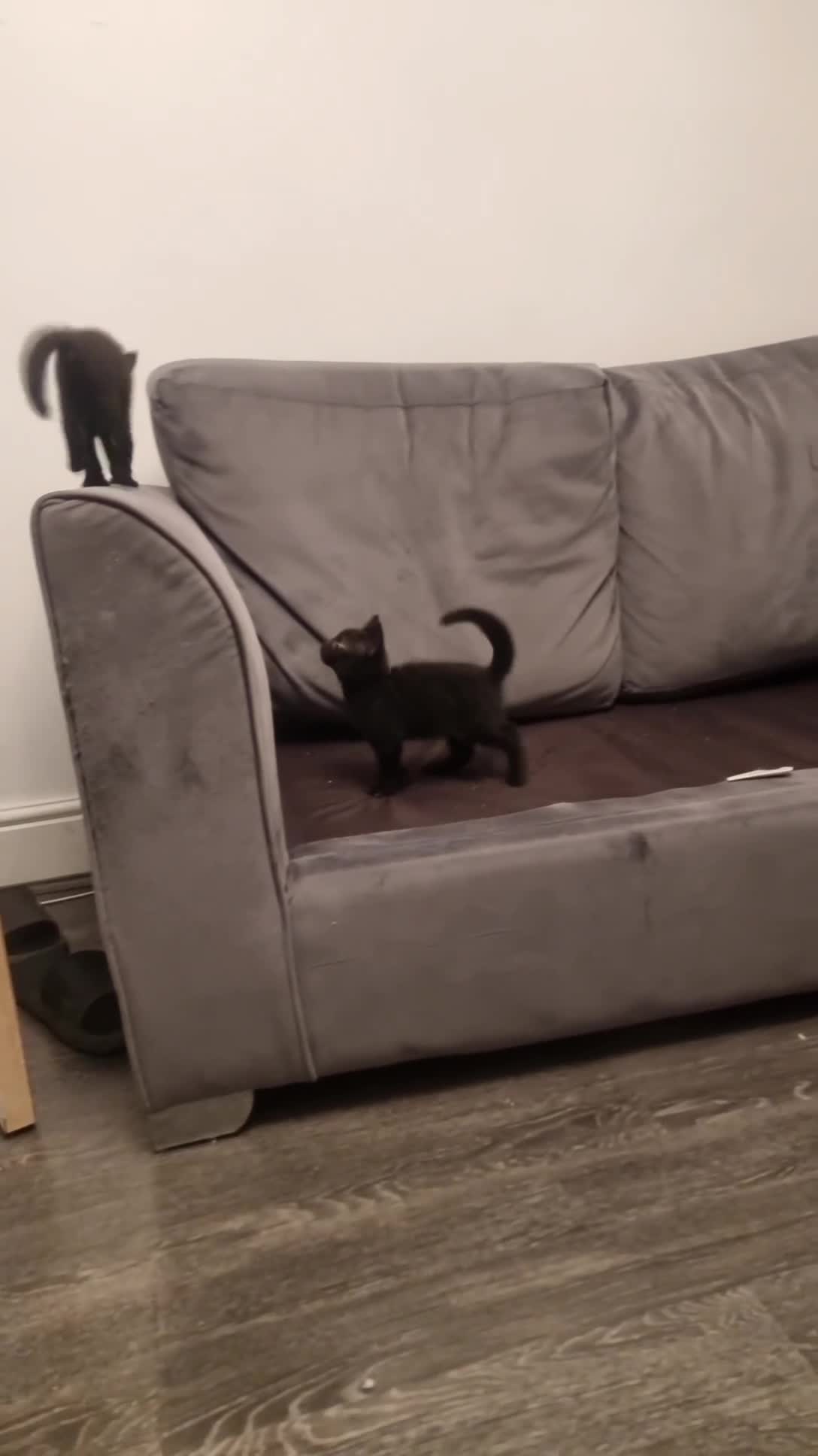 British Shorthair cats for sale: Black male and female kitten  - Video 2